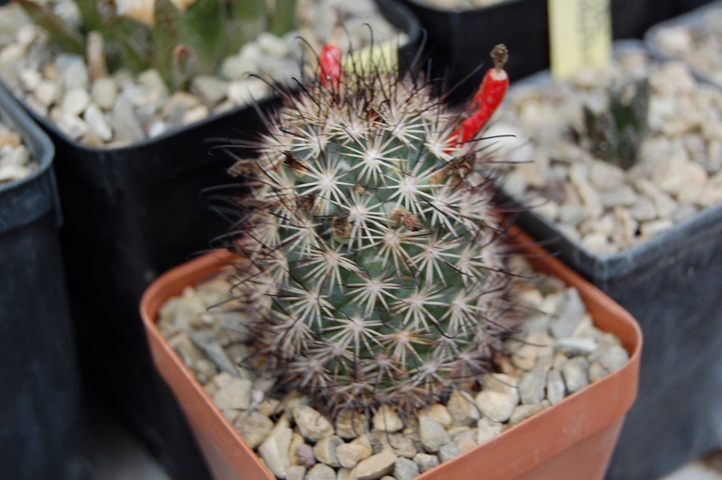 Mammillaria blossfeldiana Blossf10