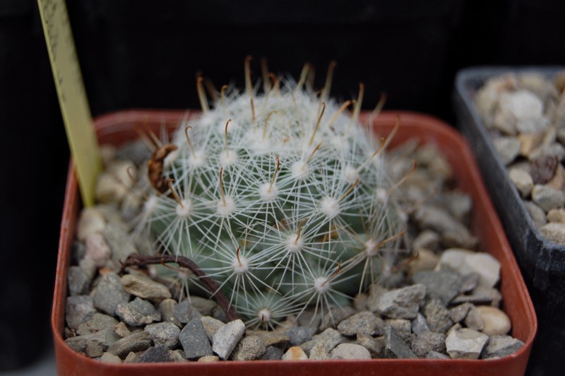 Mammillaria boolii Bolii_11