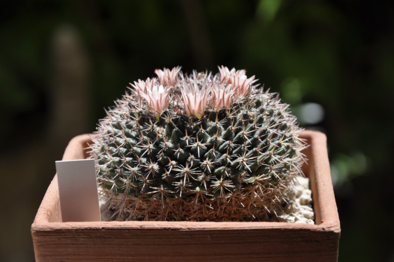 Mammillaria melispina Melisp10