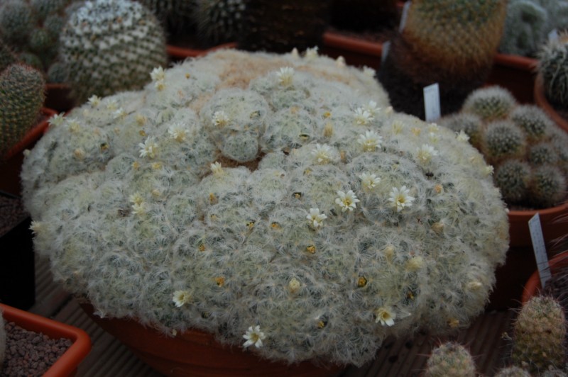 Mammillaria plumosa Plumos10