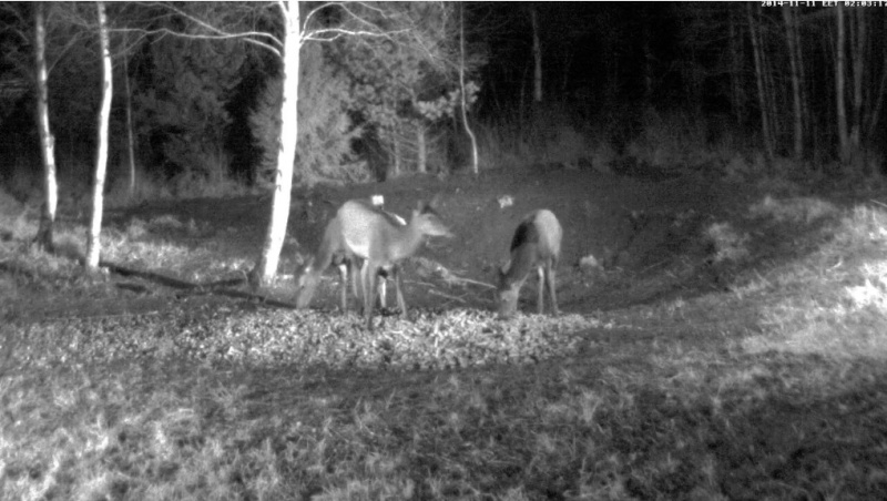 Red Deer Cam (Saarema Island)  - Page 15 2014-113