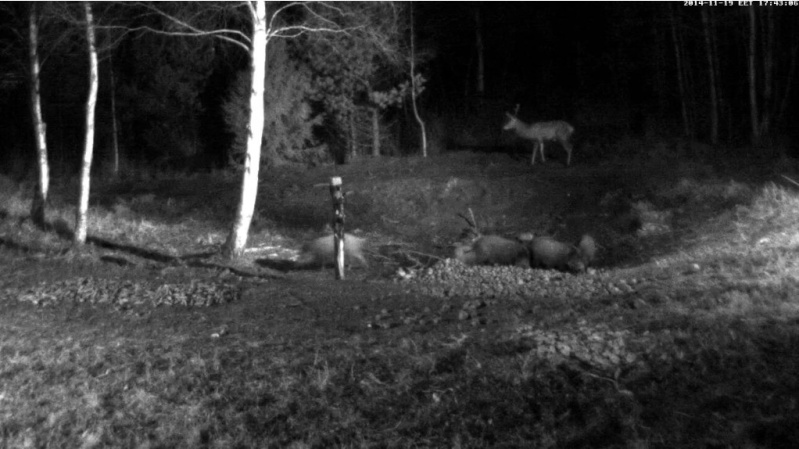 Red Deer Cam (Saarema Island)  - Page 15 2014-123