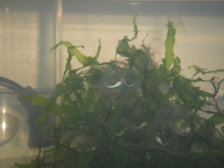 Ambystoma Mexicanum  ( Axolotl) 310