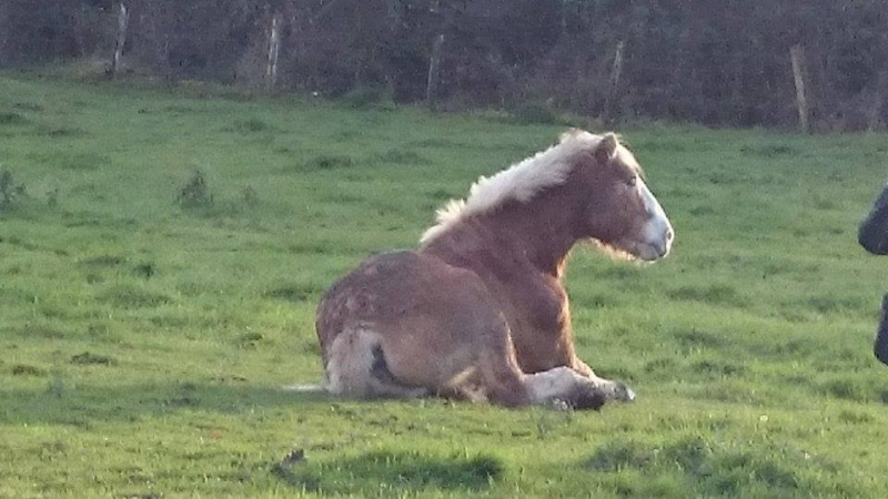 Poly adopté par  10748810