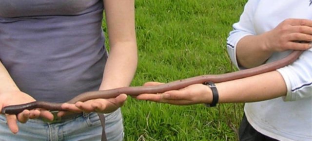 Il verme più grande del mondo 8fb6a710