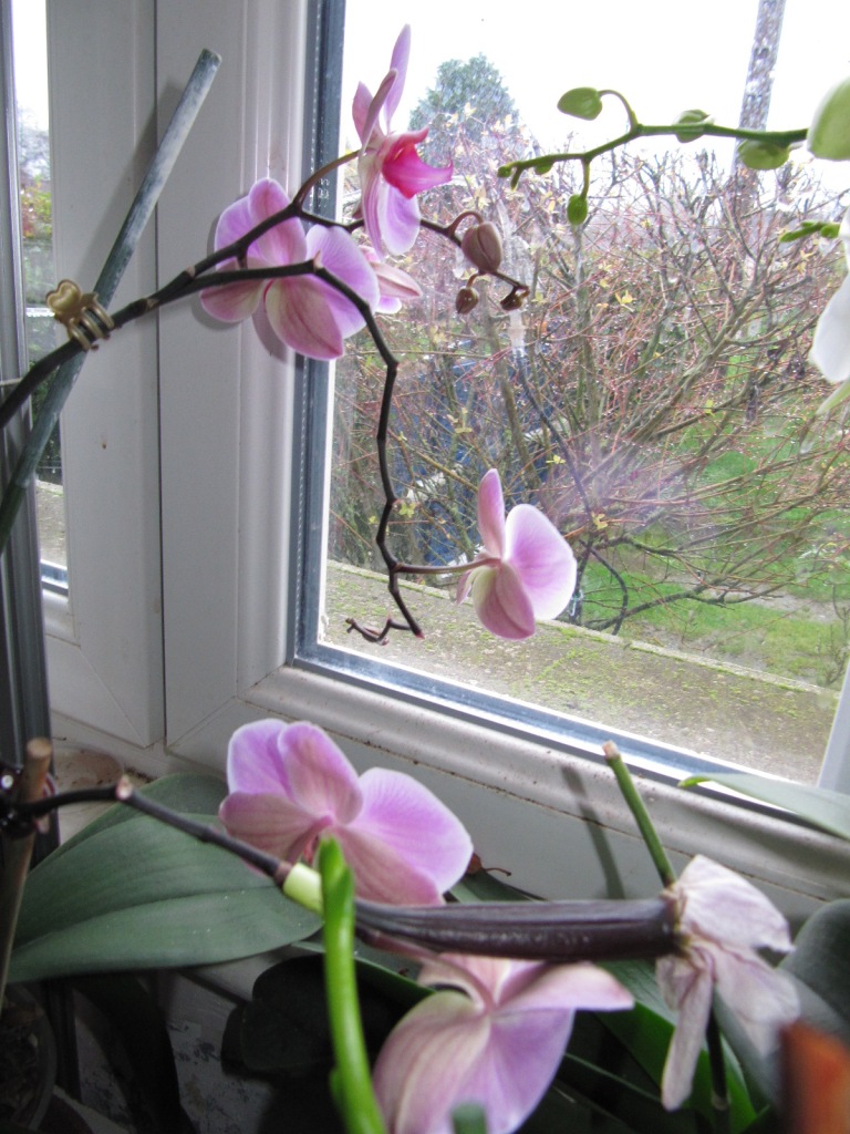 floraisons du moment ( Orchidées )  00215