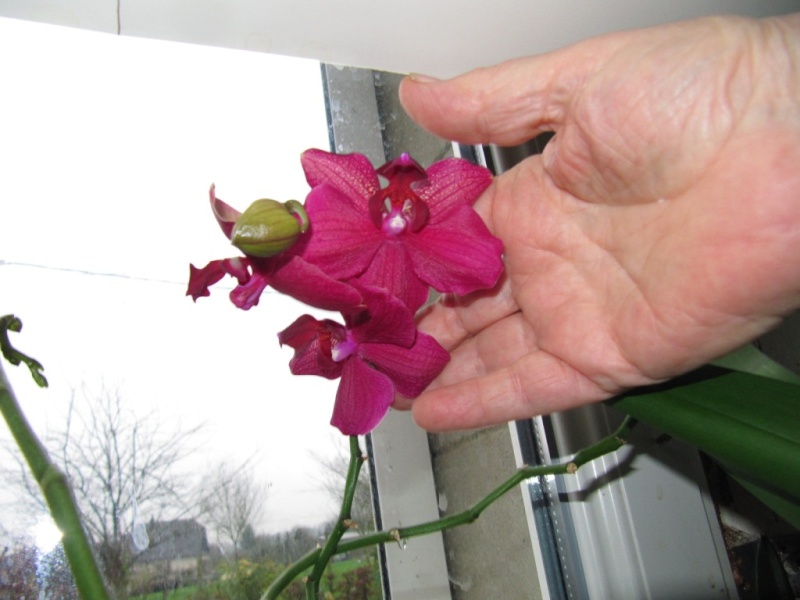 floraisons du moment ( Orchidées )  00415