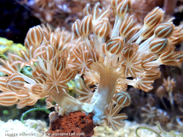 Les coraux faciles Anemon10