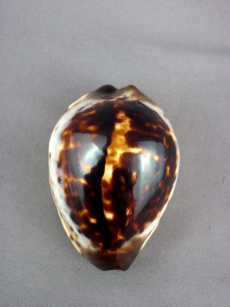 Zoila eludens - L. Raybaudi, 1991 Eluden14