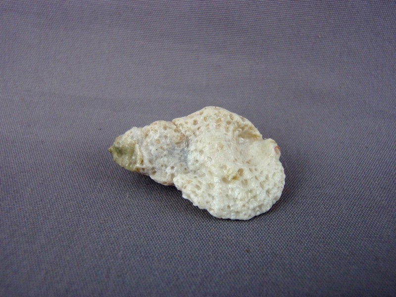 Favartia minatauros - Radwin & D'Attilio, 1976 Minaut11