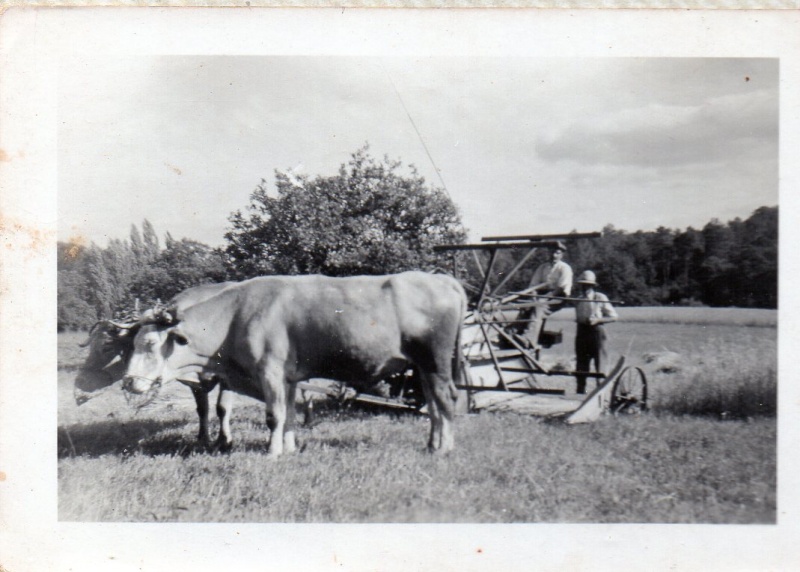 la moissonneuse lieuse du grand père 110