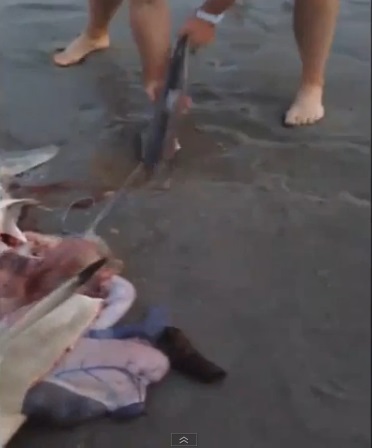 لحظة لا تصدق رجل ينقذ الجراء القرش من بطن الأم ميتة 2510