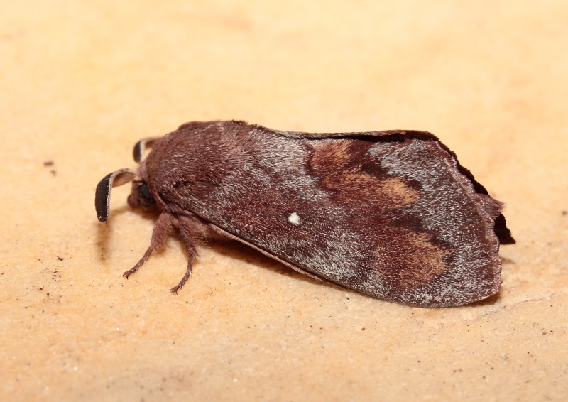 CATOCALA - Petite série du 28/07 : Catocala nupta, Drepana curvatula, Earias clorana, Dendrolimus pini Bis_mg76