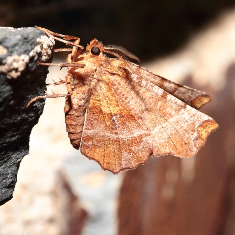 Petite série du 30/07 : Eudonia mercurella, Eilema griseola, Cydia ulicetana, Acronicta rumicis, Selenia dentaria, Hoplodrina sp, Sphinx ligustri, Odonestes pruni Bis_mg81