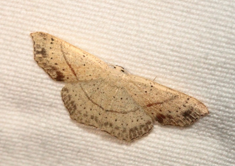 Idaea - Série du 31/07: Lacanobia splendens, Udea ferrugalis, Apamea monoglypha, Chiasmia clathrata, Idaea subsericeata, Drymonia querna, Cabera pusaria, Cydia amplana, Cyclophora punctaria, Macaria notata, Noctua fimbriata Bis_mg93