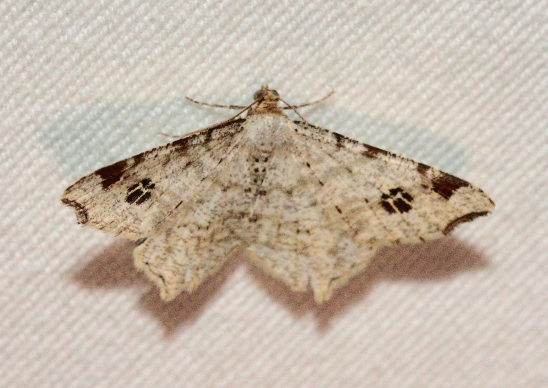 Idaea - Série du 31/07: Lacanobia splendens, Udea ferrugalis, Apamea monoglypha, Chiasmia clathrata, Idaea subsericeata, Drymonia querna, Cabera pusaria, Cydia amplana, Cyclophora punctaria, Macaria notata, Noctua fimbriata Bis_mg94