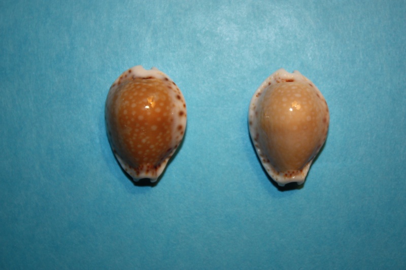 Naria cernica viridicolor (Cate, 1962) 11-f_v10