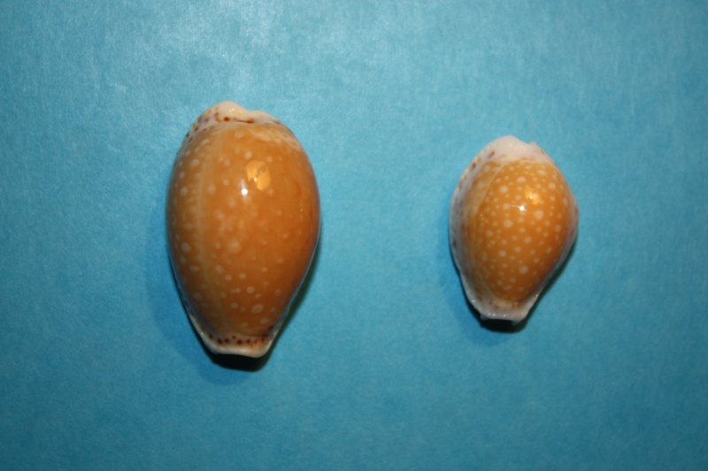Naria cernica viridicolor (Cate, 1962) 13-aug10