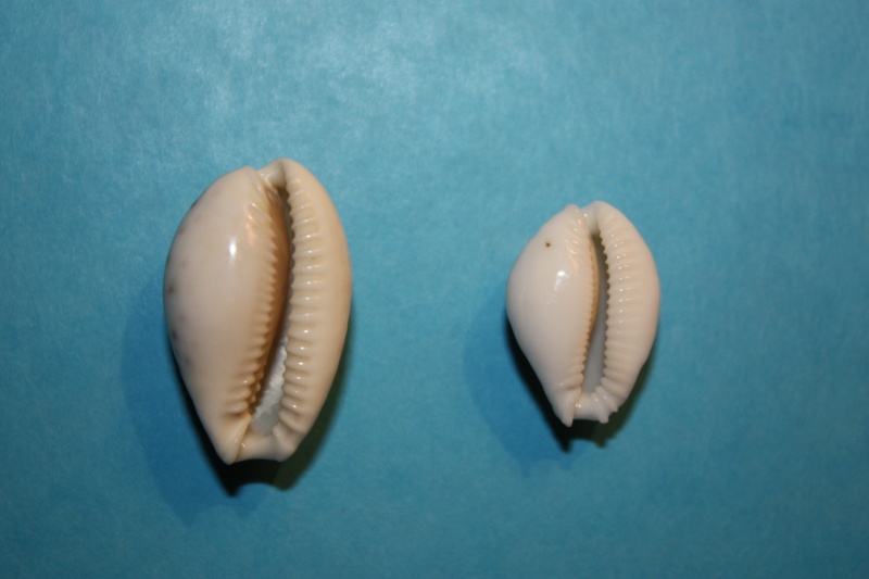 Naria cernica viridicolor (Cate, 1962) 14-aug10