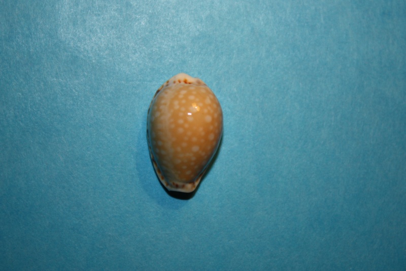 Naria cernica viridicolor (Cate, 1962) 9-mer_10