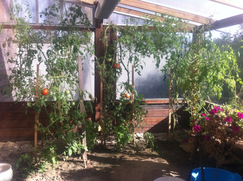 semis de tomates - Page 2 Img_0310