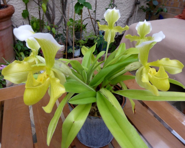 orchidées : nos floraisons au fil des saisons 2010-2013-2014  - Page 21 07-12-15