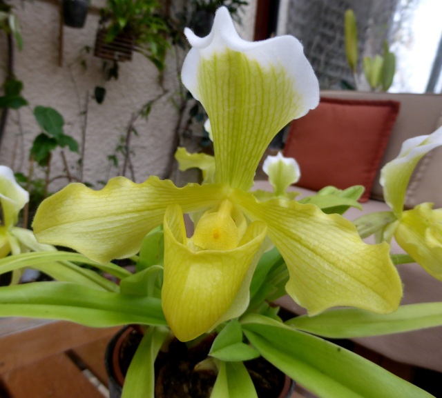 orchidées : nos floraisons au fil des saisons 2010-2013-2014  - Page 21 07-12-16
