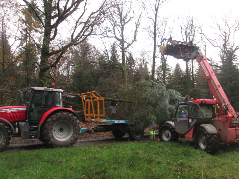 le sapin de noel est choisit Sapin_11