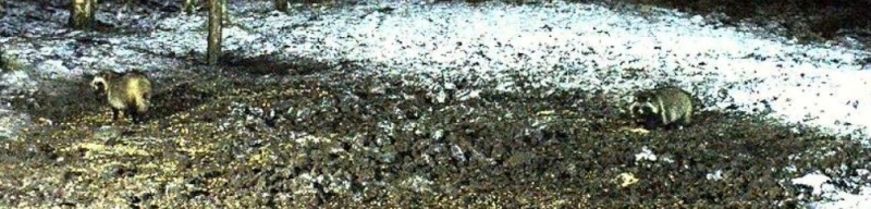 Wildtier-Livecams - Seite 6 Zu_zwe10
