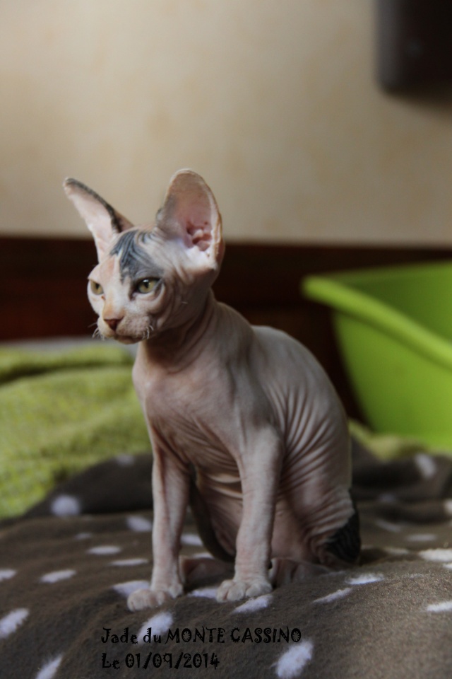 Jade du Monte Cassino - Sphynx Jade110