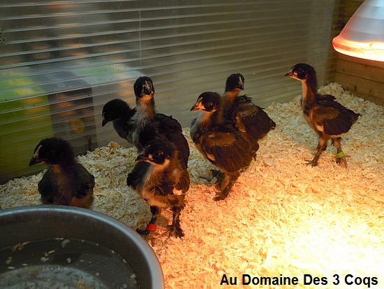 Jeune 2015 Dscn8523