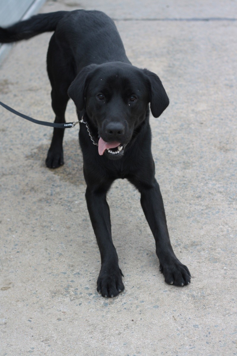 snoop - SNOOP labrador né en sept 2013 (refuge) Img_5219