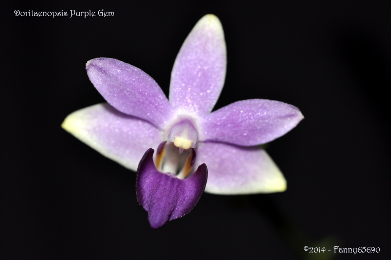 Doritaenopsis Purple Gem Csc_0021