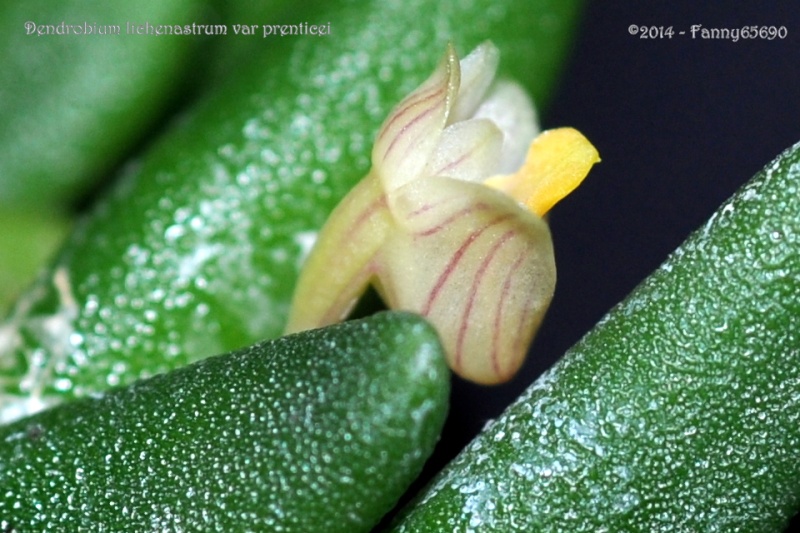 Dendrobium  prenticei Csc_0025