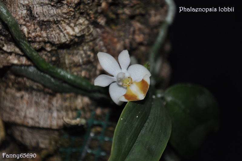 Phalaenopsis lobbii Dsc_0012