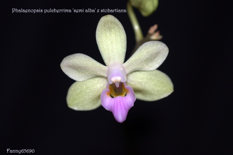 Phalaenopsis Orchidom Nancy (pulcherrima 'Semi Alba' x stobartiana) Dsc_0013