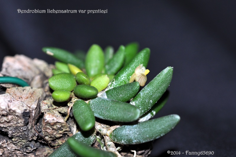 Dendrobium lichenastrum (var. prenticei) Dsc_0024