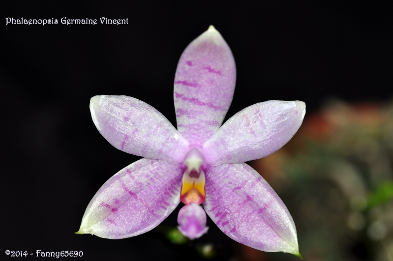 Phalaenopsis Jennifer Palermo (violacea x tetraspis) Dsc_0039