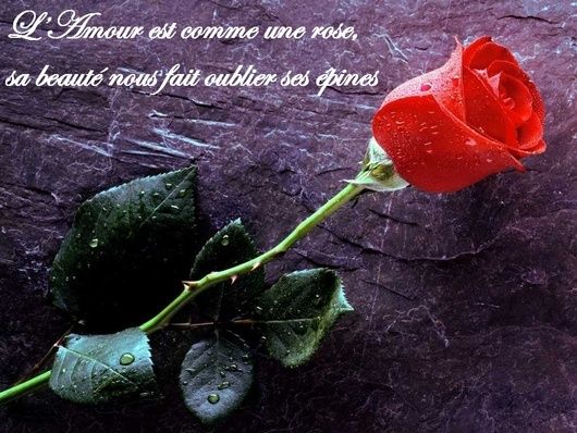 Proverbes en images Amour - Page 12 Gggkox10