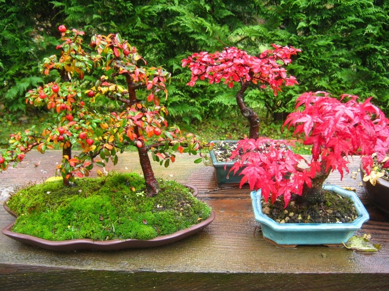 Show the Autumncolour from your bonsai - Page 5 00211