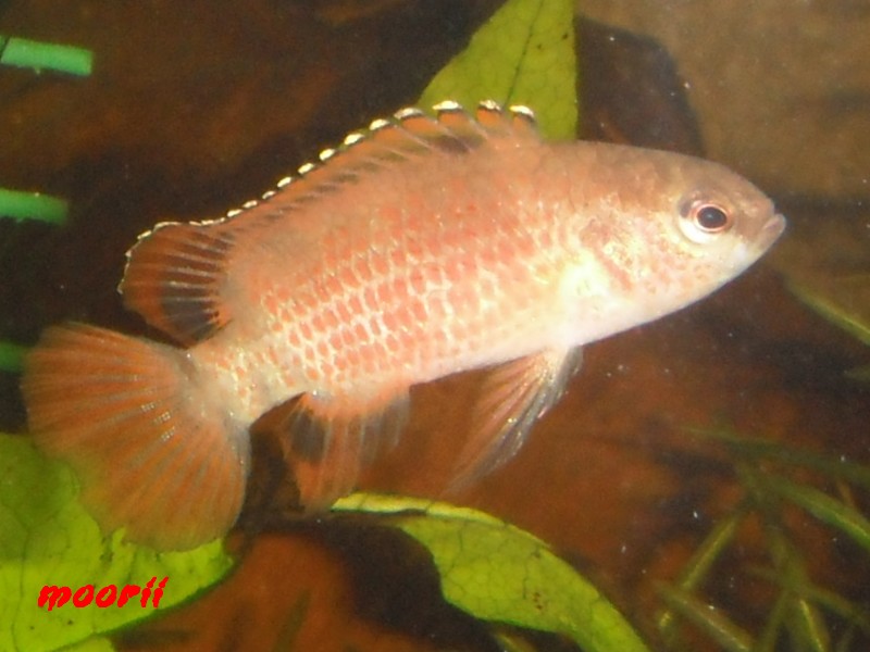 Badis sp. 'Buxar' 12310