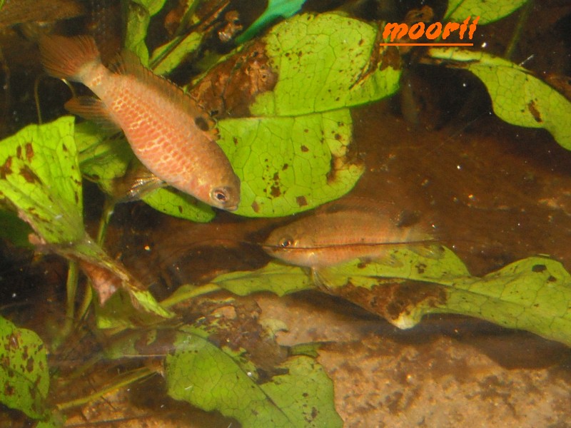 Badis sp. 'Buxar' 13510