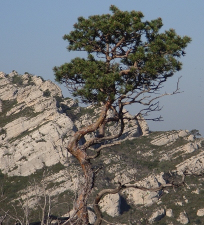 Pinus sylvestris - pin sylvestre Chayne10