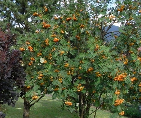 Sorbus aucuparia - sorbier des oiseleurs - cultivars et hybrides Copy_o11