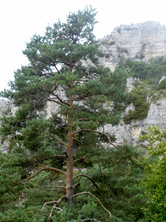 Pinus sylvestris - pin sylvestre Cyvenn10