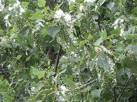 Populus nigra - peuplier noir - variétés, cultivars Flore_13