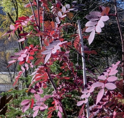 Sorbus aucuparia - sorbier des oiseleurs - cultivars et hybrides Guiber45
