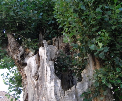Populus nigra - peuplier noir - variétés, cultivars Rimg6310