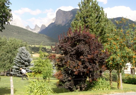 Sorbus aucuparia - sorbier des oiseleurs - cultivars et hybrides Rimg6312