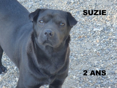 Suzie,xsharpei 2 ans 1/2  (82) S.P.A  du Ramier 1780d710